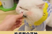 吃瓜群众在线吃瓜网,揭秘娱乐圈幕后故事
